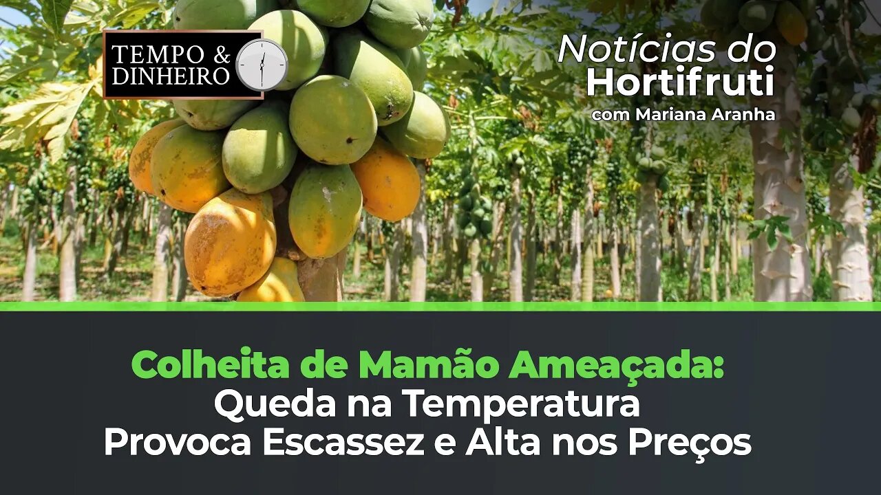 Queda na temperatura prejudica produção ao de mamão, preços sobem