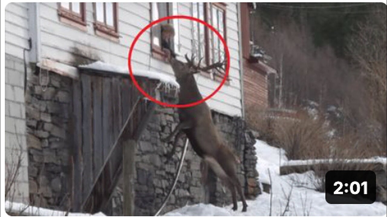 Every morning a deer knocks on a woman's window. The reason will melt your heart!