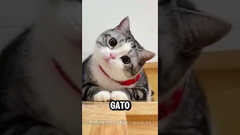 Todo Problema se Resuelve con un GATO