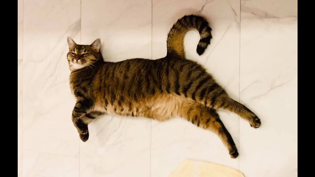 Best Cat compilation 😹😹😹