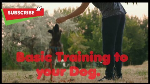 How to Train Your Dog in Basic