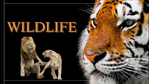Wildlife - The Fascinating World of Wild Animals