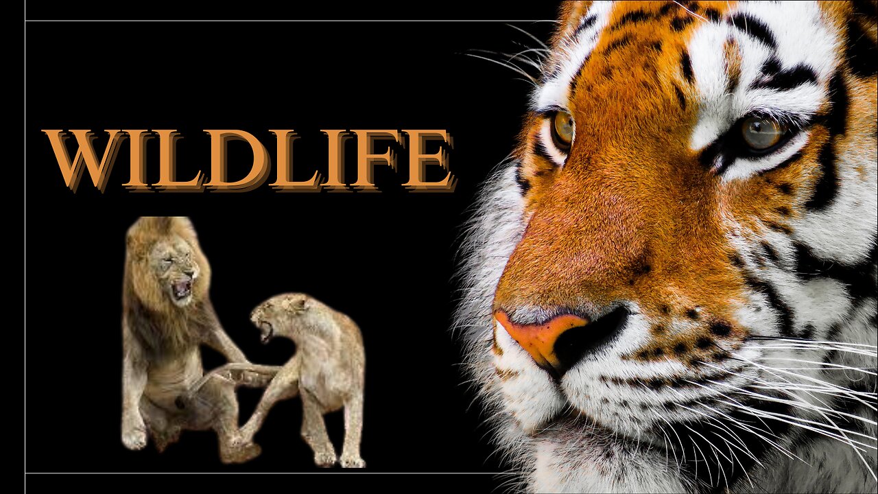 Wildlife - The Fascinating World of Wild Animals
