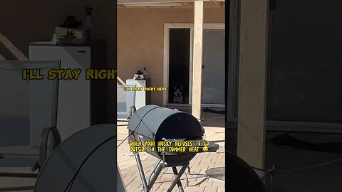 Husky refuses to go outside in the heat 🥵 #husky #funnyhusky #dogs #huskyhowling #summer #funnydog