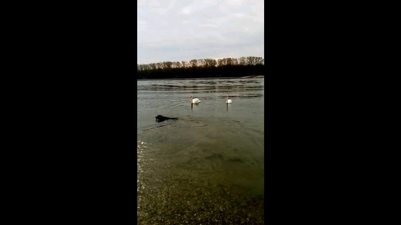 Graceful swans on the Rhein in Germany