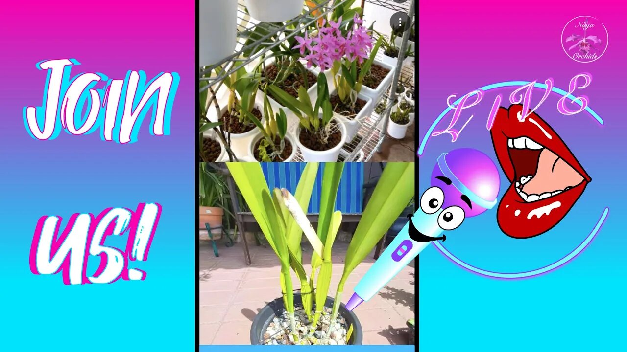 🎤 Going LIVE Together with Special Guest Fernanda Nascimento Orchids & Succulents 💖 #ninjaorchids