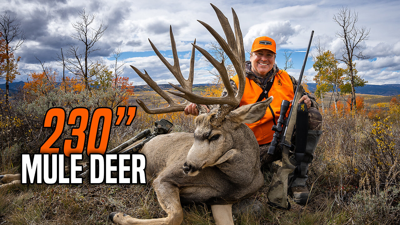 230" Huge Mule Deer Bucks in Colorado