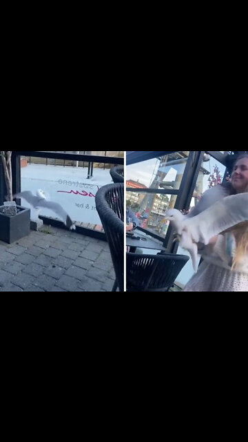 Young woman casually picks up seagull in restaurant