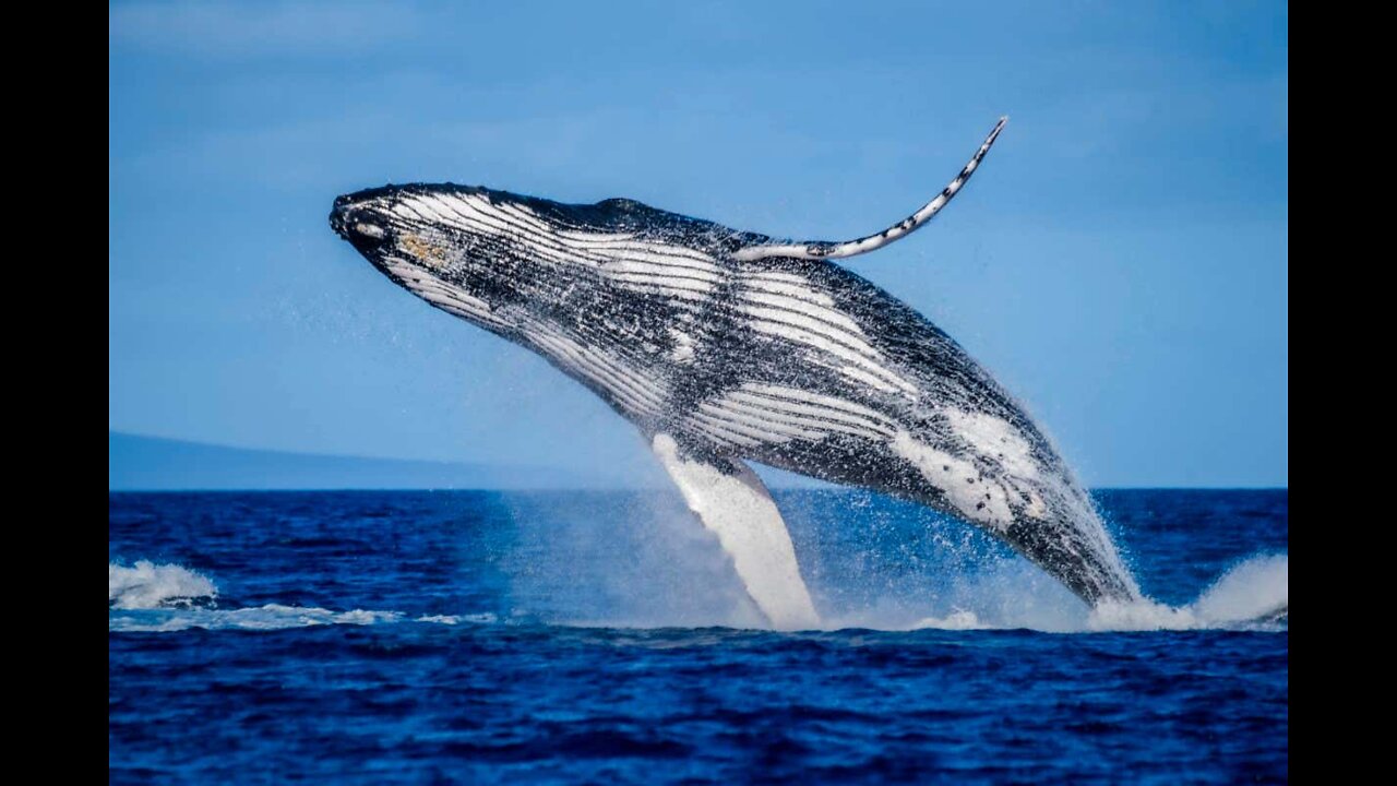 Whale jumps out of nowhere during sight seeing tour