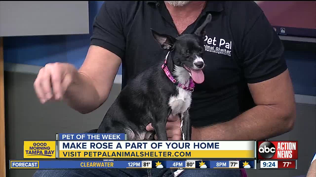 Pet of the week: Rose the Chihuahua mix love to climb and cuddle in laps