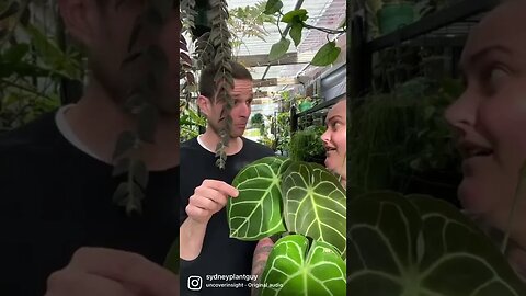 When your favorite nursery gets fresh stock !! @Growinggrounds