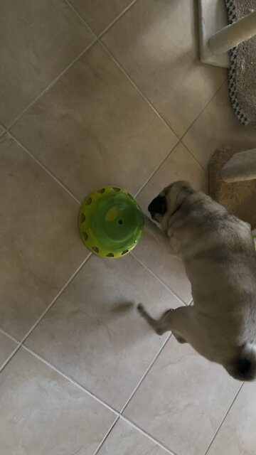 Pug Problems in Paradise- 10/1/2021- 4K