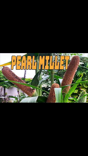 Pearl millet