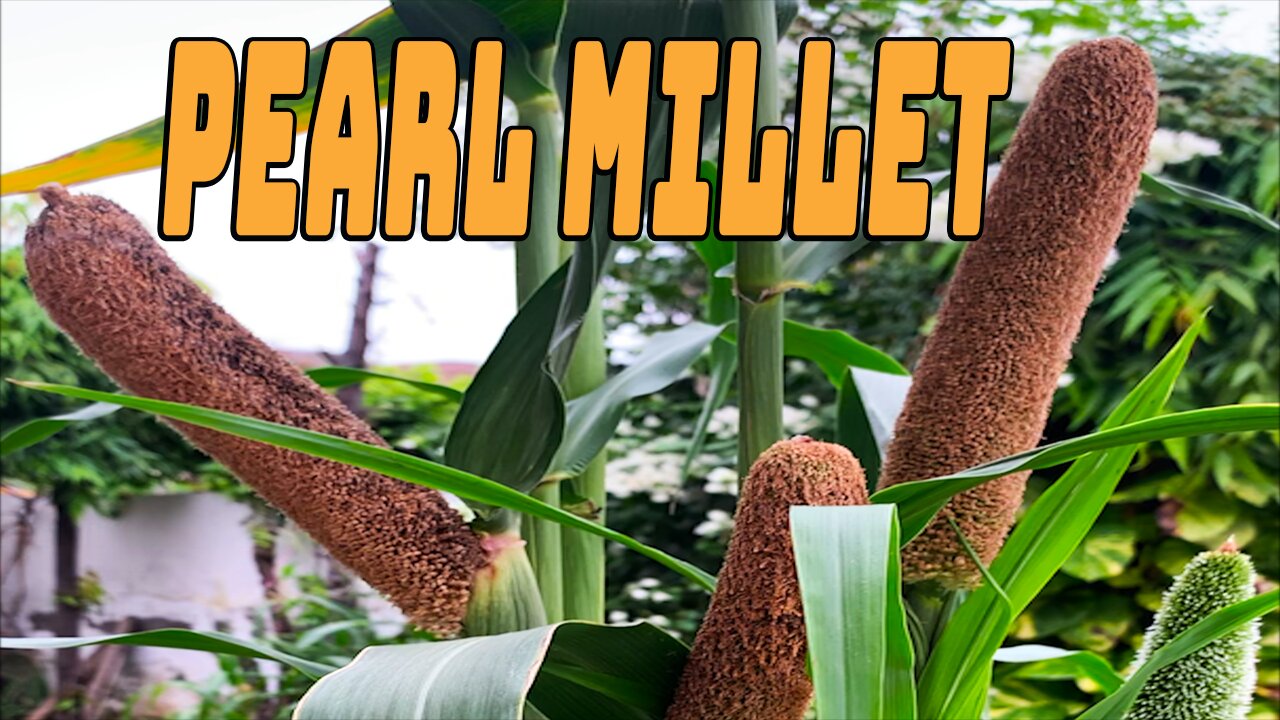 Pearl millet