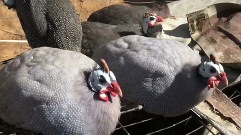 Long visit with guinea fowl. Very chatty 😆