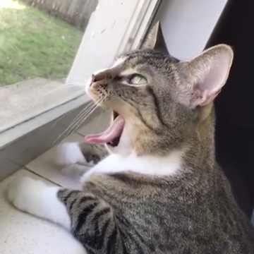 Vocal Cat Makes Crazy Noises And Facial Expressions
