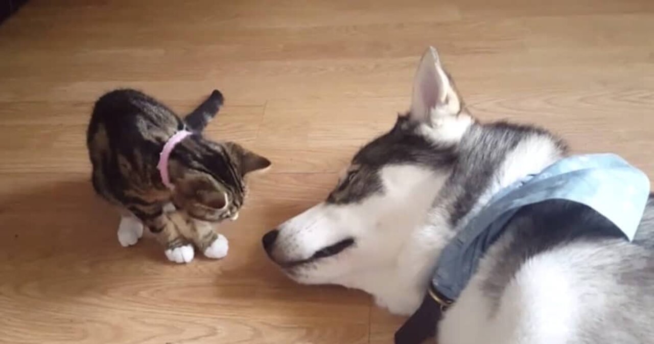 My dog is super scared from my new kitty