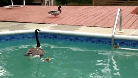 Geese and Ducks Swimming Together