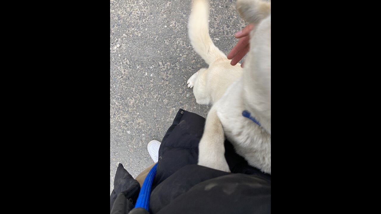 My dog jumped at me