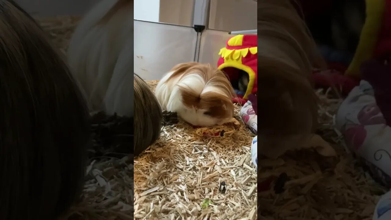 My Guinea pigs scoffing the rest of lunch 🥗