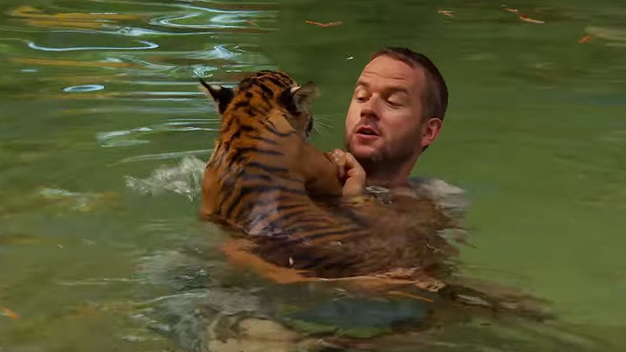 Tiger Cubs Swimming For The First Time | Tigers About The House