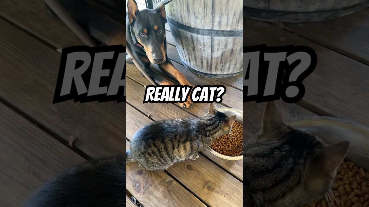 Cat eats doberman's food.