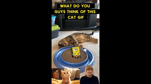 Cute Cat Gif