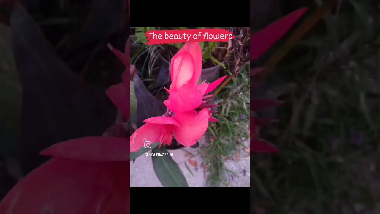 Flowers, different colors, sizes, and blooms #shortsyoutube #gardeningvideos #flowers