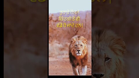 Daily Punjabi quote#daily#quotes#punjabi#lion