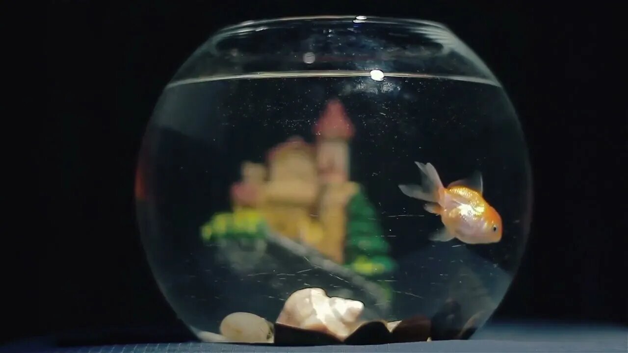 Gold fish swimming in the bowl