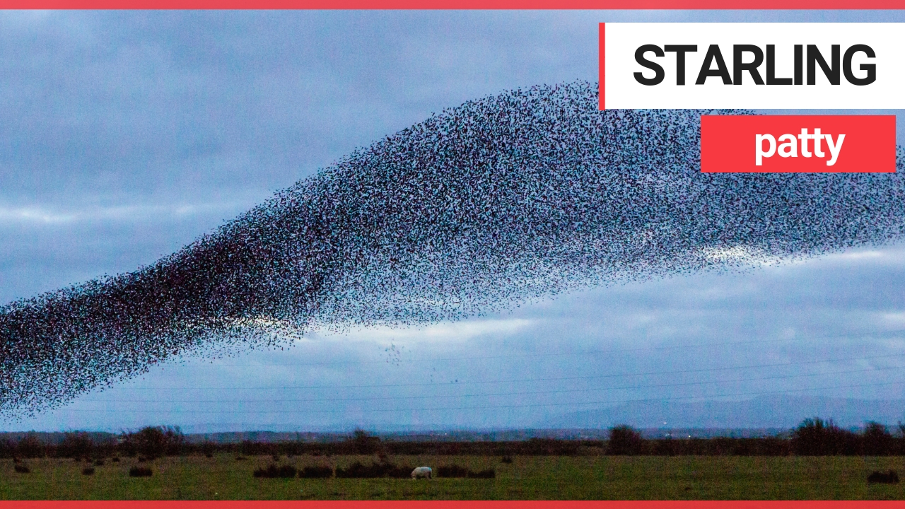 Starlings perform a spectacular murmuration in Gretna Green