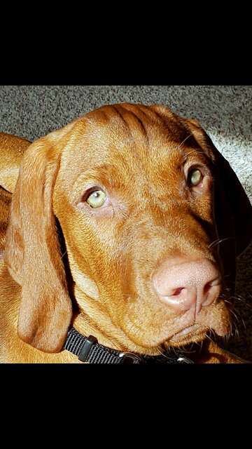 Puppy is Confused by Encounter with a Dog Statue