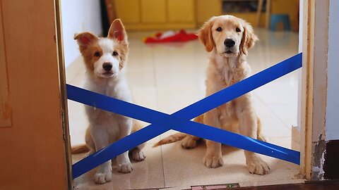 Puppy challenges tape to get food