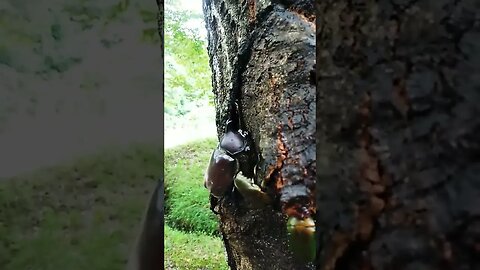 カブトムシもお食事中です