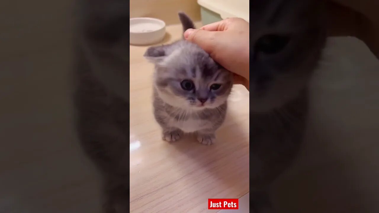 Super adorable #cute #tiktok #funnyanimals #funnyvideos #cat