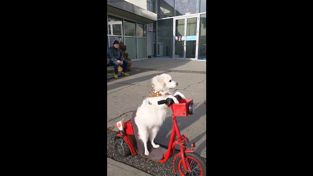 Talented dog drives scooter like a pro