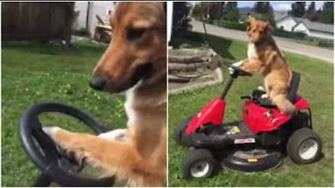 Cane aiuta il suo padrone a tagliare l'erba!