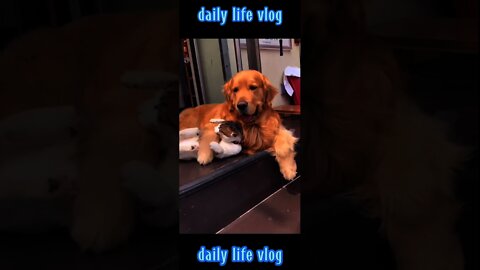 สุนัขและแมวที่มีราก