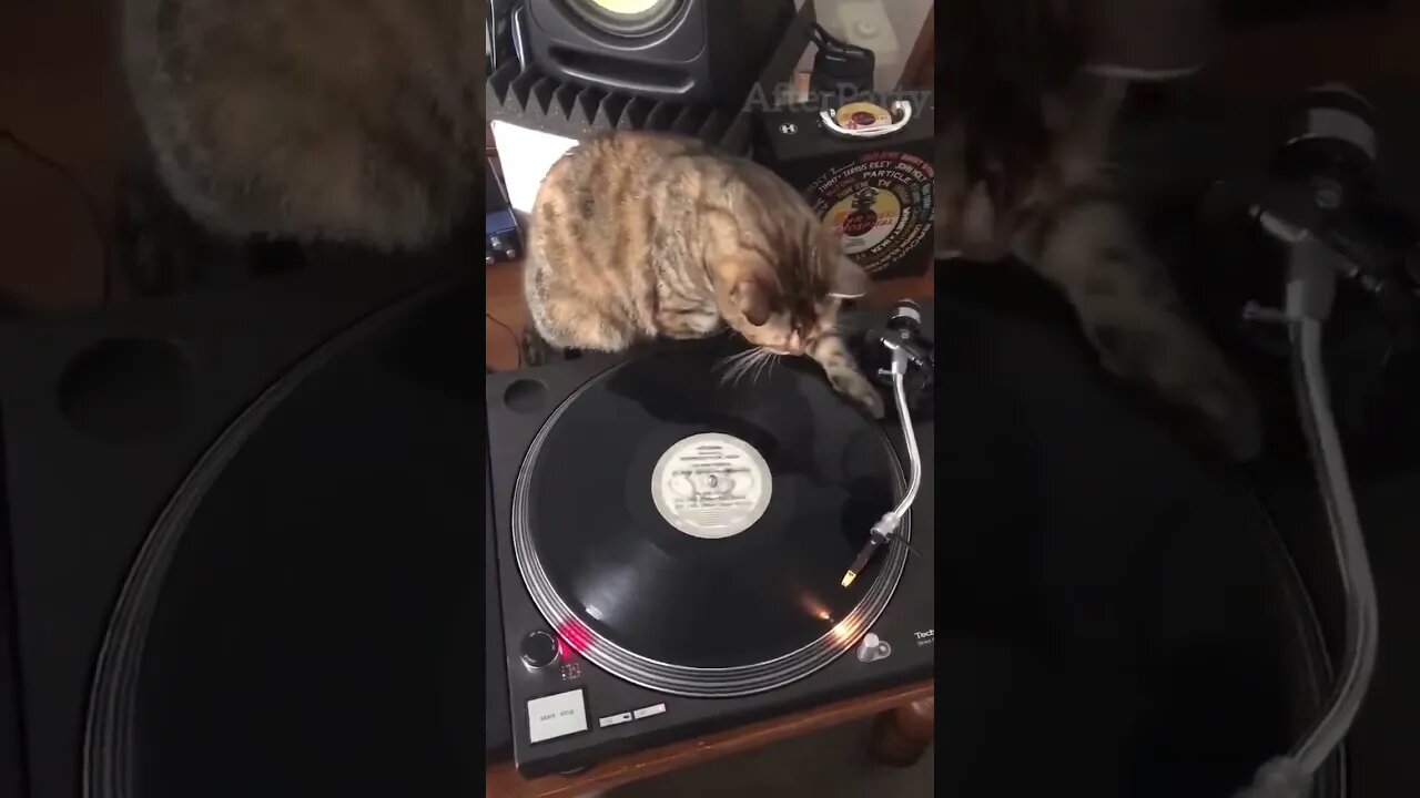 Cat Disc Jockey / 猫はディスクジョッキーです