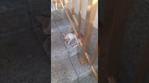 Adorable cat of Madina is sleeping