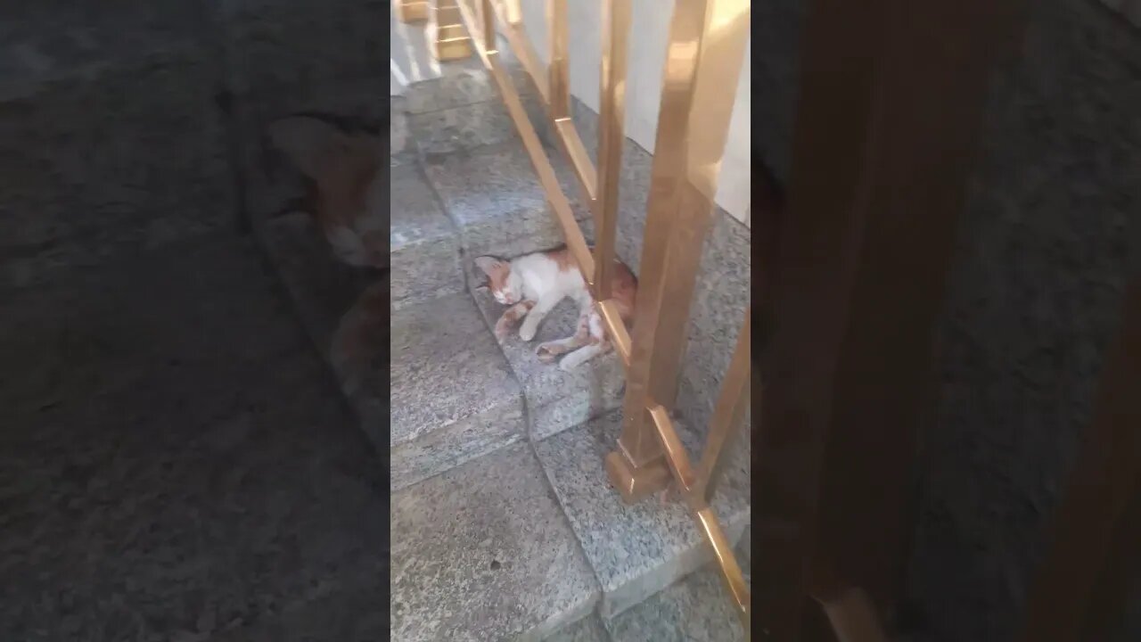 Adorable cat of Madina is sleeping