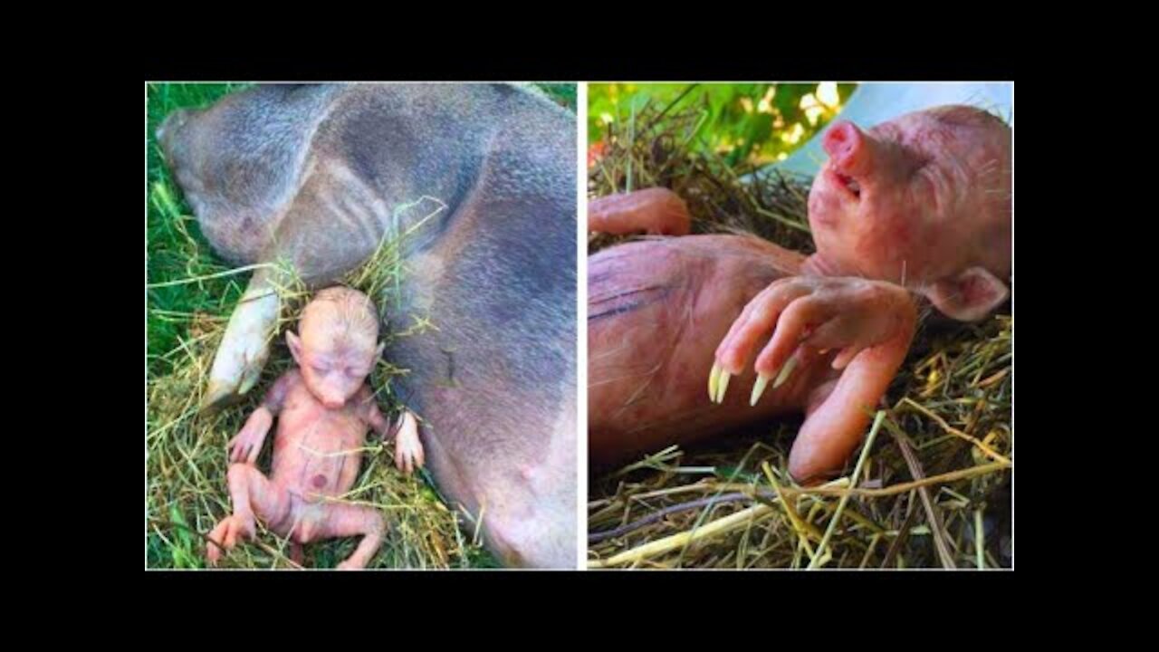 Farmer's Pig Gives Birth To Human Baby, He Takes A Closer Look And Starts Crying