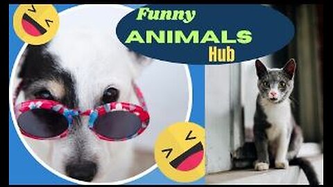 Animal Funny Video