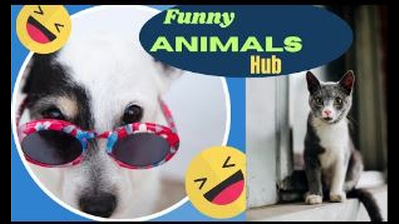 Animal Funny Video