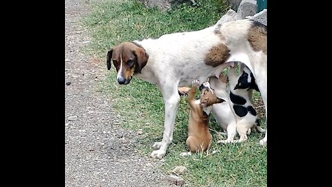 Stray mama dog