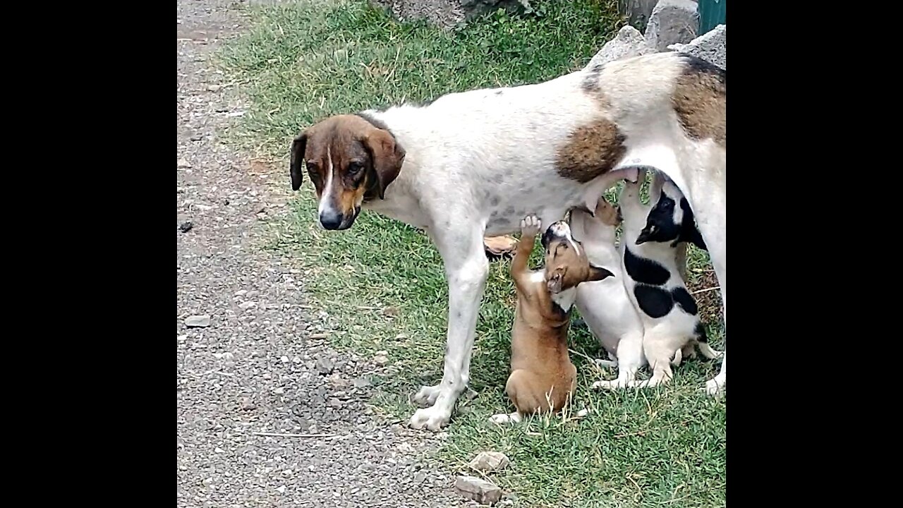 Stray mama dog
