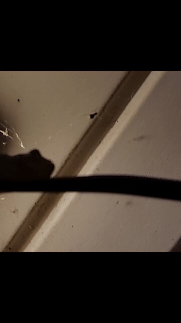 5000 "prisoners" executed