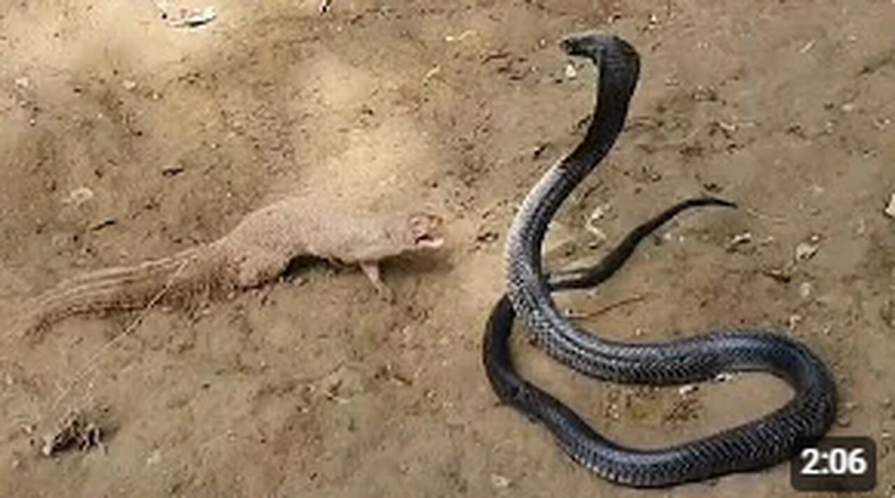 "Mongoose vs. Huge Black Cobra: Epic Showdown in the Wild