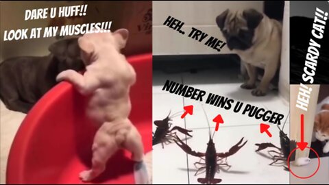 TOP 10 Pets showing WHO IS THE BOSS MOMENTS | Funny Pets Compilation | Thug Life Pets | Holy Beings