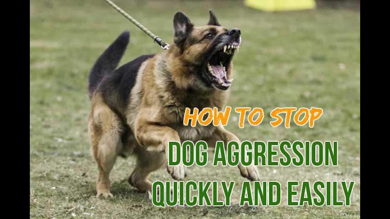 How to stop dog aggressive behavior towards people? easily?